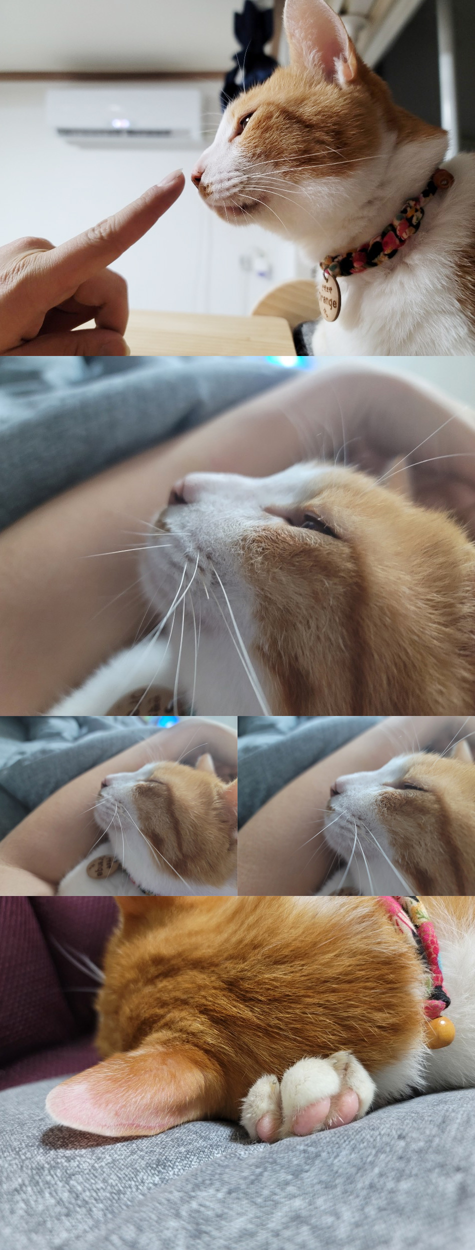 orange.jpg