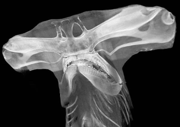 X-ray-of-Hammer-head-shark.jpg