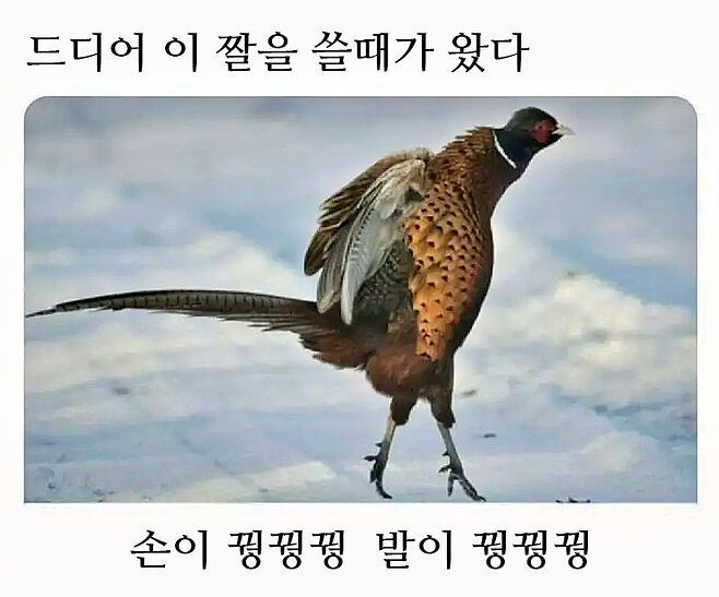 꿩꿩꿩.png