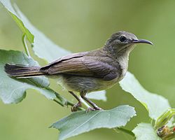 250px-Crimson_Sunbird_-_female.jpg