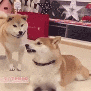 1587533658688.gif