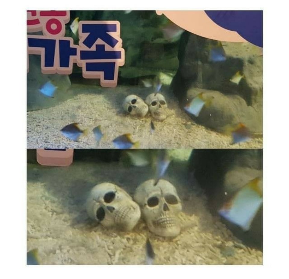 상어가족2.jpg