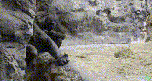 d76b5efcfee70d62e714ee31ffd5db89dda52c0d.gif