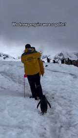 3538002398_img.gif