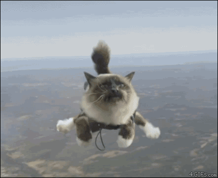 original.gif