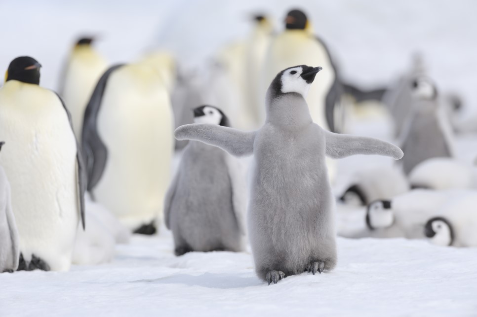 남극펭귄.jpg