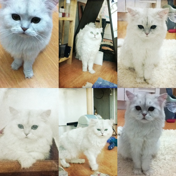 moong.jpg