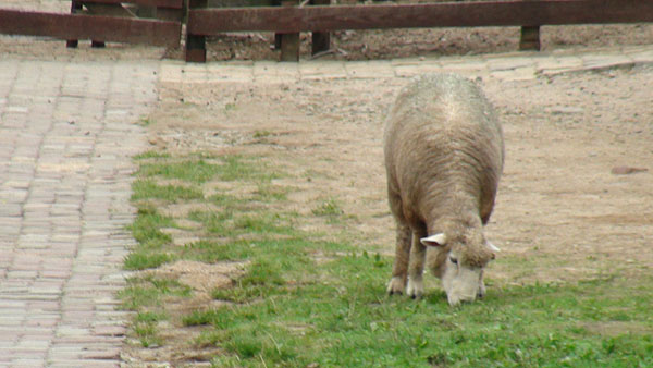 DSC00077.jpg
