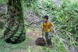 palm child labour.jpg