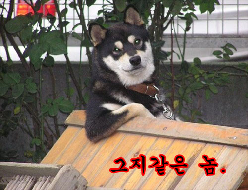 DOG1.jpg