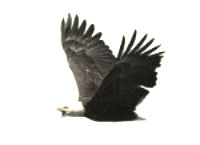 독수리2.jpg