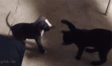 범인 만렙 고양이.gif
