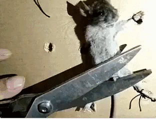 3745426517_f0fa840b_IMG_0594.GIF