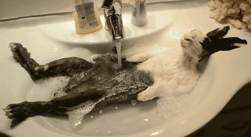 f0075158_51fa3cc054bd2.gif
