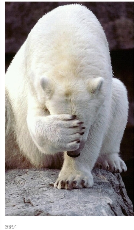 bear.jpg