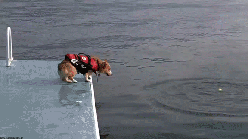 Qz8ezT3.gif