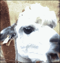 5117dfb5fea756448125eba96ddcb596.gif