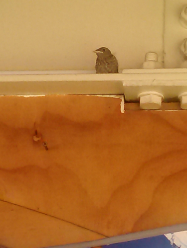 bird2.jpg