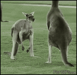 982954286_5e3ee537.gif