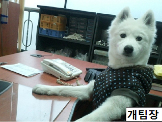 개팀장.png