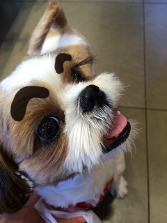 JJang_gu_Dog.jpg