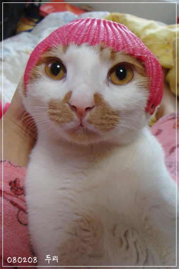 미모의고양이.jpg