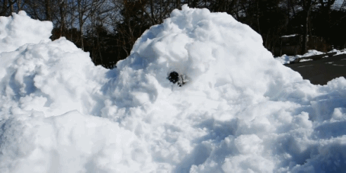 tumblr_mai43oKd8d1qiwf8po3_500.gif