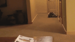 뒹글뒹글.gif