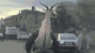 바쁘다빠버.gif