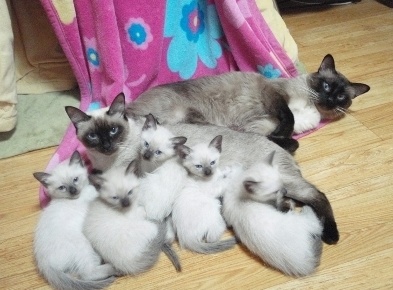 naver_com_20110930_003018.jpg