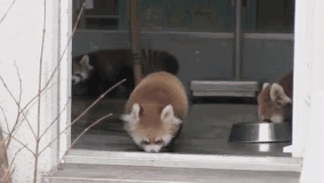 64112046jw1dyyzd6lolzg.gif