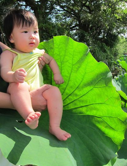 leaf_baby.JPG