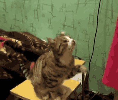 46644115729400960.gif