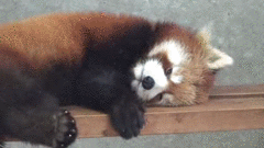 9LKkIjH.gif