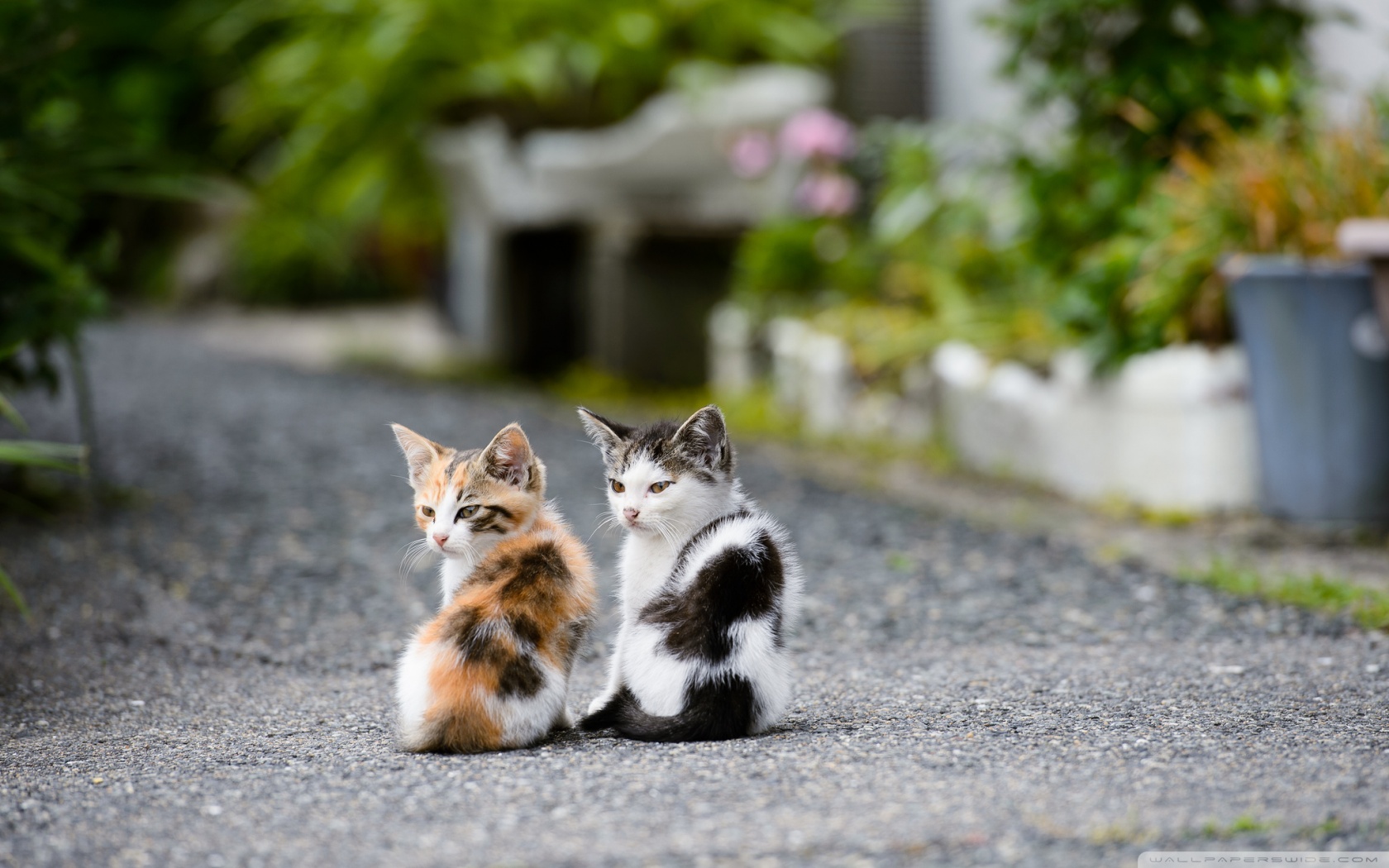 young_fellows-wallpaper-1680x1050.jpg