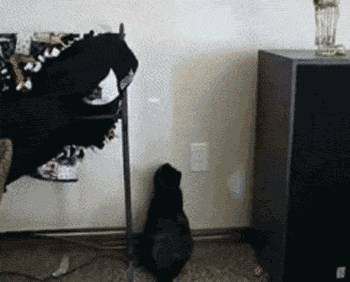1398317664_1393934024_yaYWfaK.gif