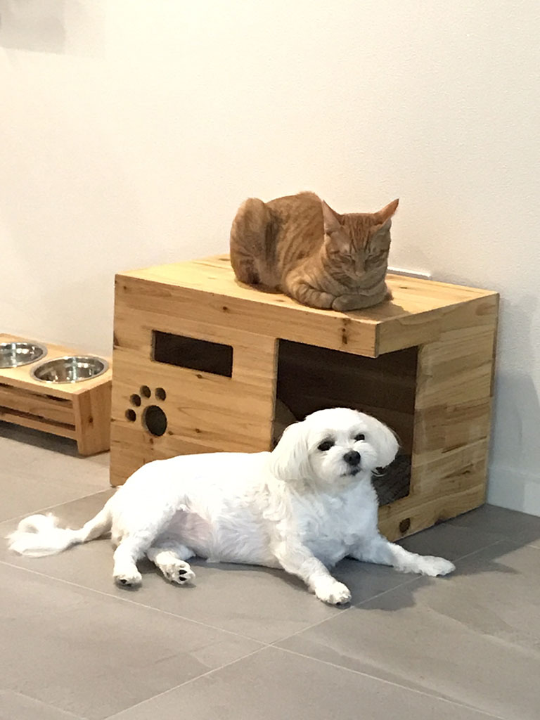 cat-002.JPG