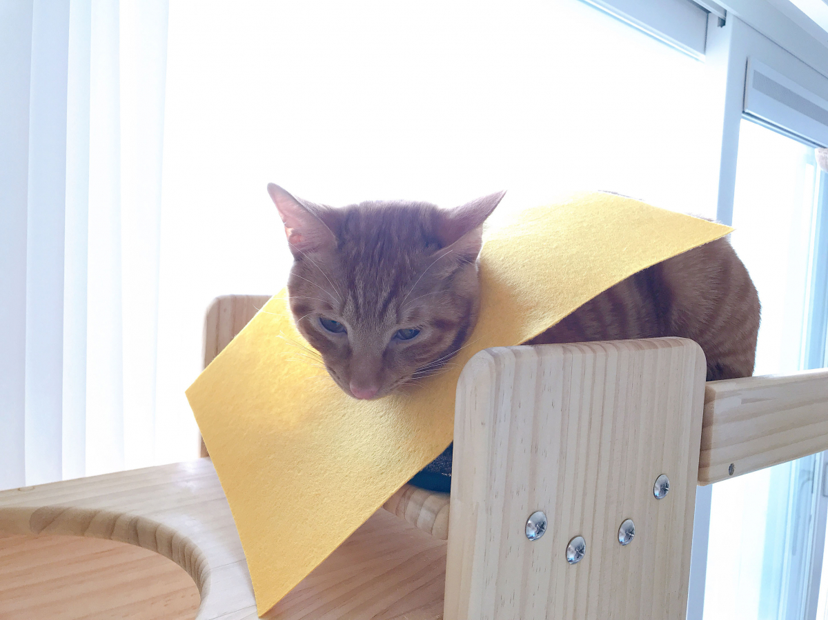 cat-000.jpg