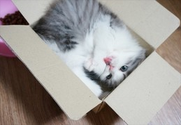 택배고양이.png