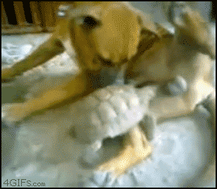 hu_1432223990_8730381053.gif