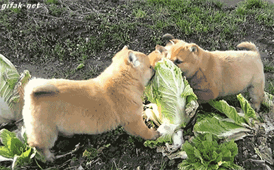 hu_1432165211_4966035490.gif