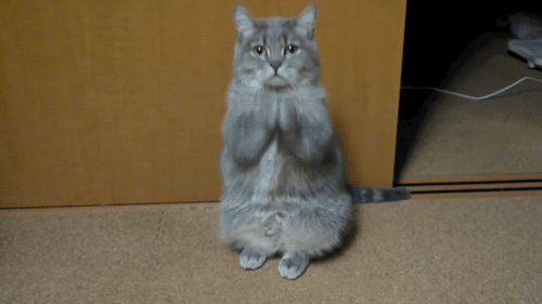 줏세욧!!! 냥냥!!.gif