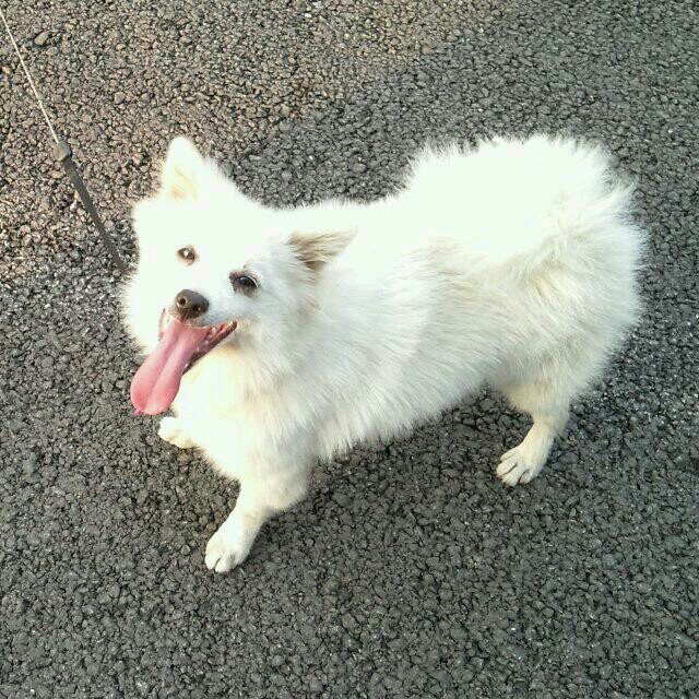 흰둥이.jpg