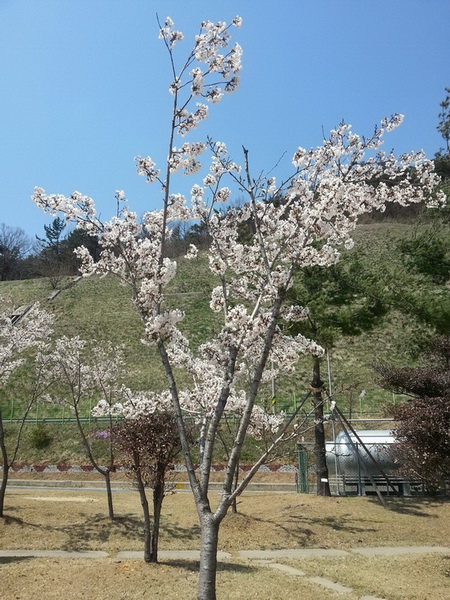 벚꽃.jpg
