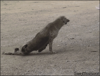 카이저소제.gif