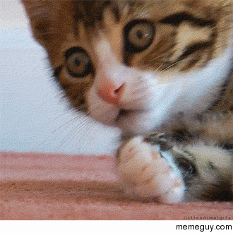 Gw8564ee97009bb6_p3USibdPHJL8.gif