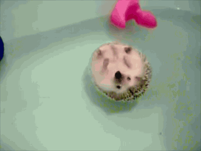 hu_1432645873_2734338777.gif