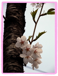 flower2.jpg