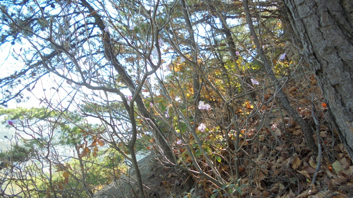 DSC00339.JPG
