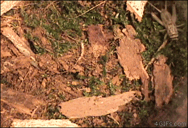 너무나 신기한 거미덫.gif